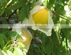 2 Layers Fruit Protection Pear Bag for Growing thumbnail-4