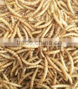 Dried Mealworms High Nutrition thumbnail-1