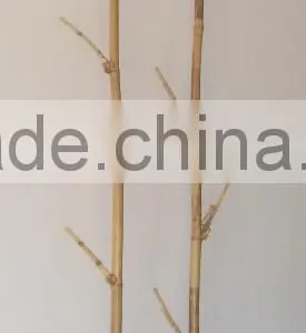 VIETNAM BAMBOO FENCE, BAMBOO POTS With CHEAP PRICE and GOOD QUALITY - GIA GIA NGUYEN thumbnail-6