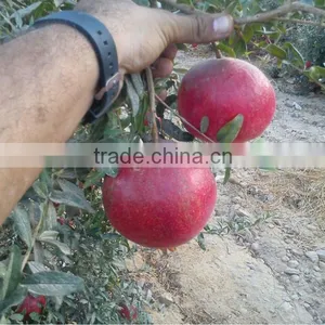 Wonderful Pomegranate From Egypt thumbnail-1