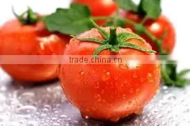 Fresh Tomato ( Normal - Cherry ) thumbnail-5