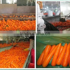 Fresh Carrots Manufacturer thumbnail-1