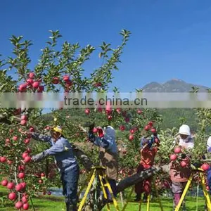 Fresh Red Delicious Apple Apple Brand YiTian thumbnail-6