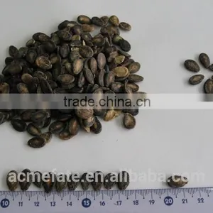 Black Watermelon Seeds B Grade in Low Price thumbnail-5