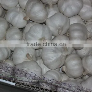 New Crop Fresh Garlic thumbnail-2