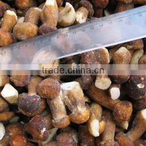 Frozen Wild Boletus Edulis thumbnail-1
