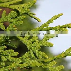 CEDAR LEAF OIL thumbnail-3