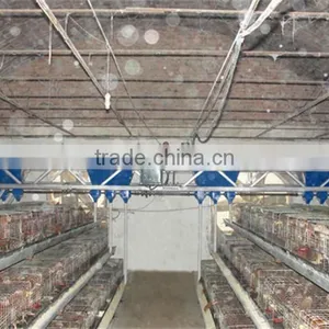 Automated Poultry Equipment for Layers Farm thumbnail-1