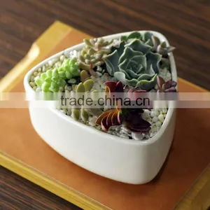 New Design Rounded Triangle Small White Ceramic Shallow Pot thumbnail-1