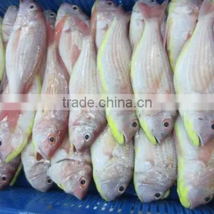 Frozen Japanese Threadfin Bream thumbnail-2