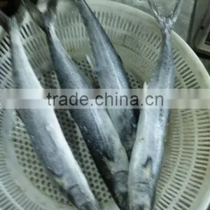 Frozen Spotted Spainsh Mackerel thumbnail-1