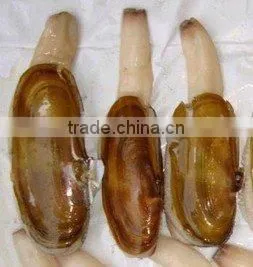 Whole Razor Clam thumbnail-1