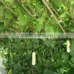 Vineyard Pole,raw Bamboo Poles Wholesale thumbnail-1