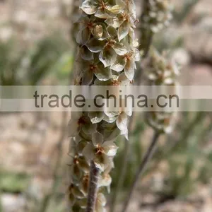 Psyllium Seed thumbnail-1