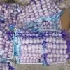 Garlic thumbnail-1