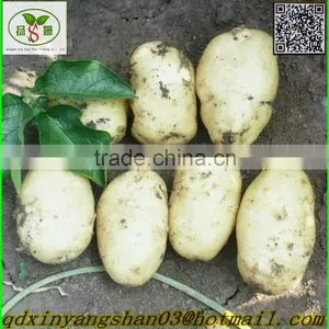 Fresh Tomato:Export Dedicated thumbnail-5