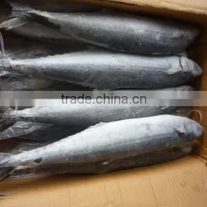 2015 Frozen Spanish Mackerel Whole Round thumbnail-4