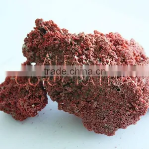 Sea Corals Nashif for Making Jewelry Items Red Color thumbnail-1