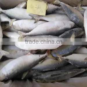Supply Frozen Indian Mackerel thumbnail-3