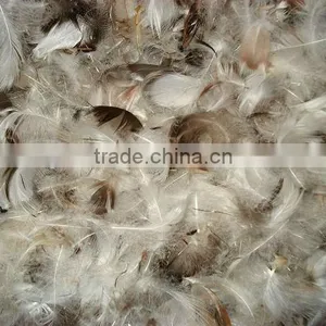 Feather Arrangements thumbnail-1