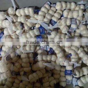 Snow White/pure White Garlic thumbnail-1