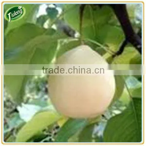 Chinese Fresh Yellow Ya Pear thumbnail-1