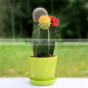 Indoor Wholesale Cactus Plants thumbnail-5