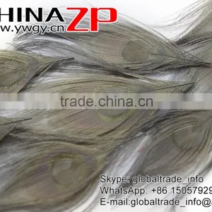 No.1 Supplier ZPDECOR Wholesale Selected Prime Quality Dyed Grey Trimmed Short Peacock Feathers for Decoration thumbnail-4