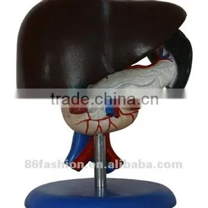 Plastic Medical Model thumbnail-1