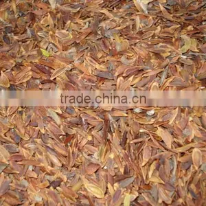 High Sprouting Rate Chinese Lilac Flower Tree Seeds for Planting thumbnail-4