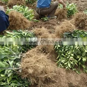Fresh Seedless Sweet Orange Tree Seedling thumbnail-6