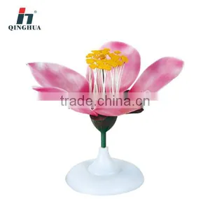 Peach Blossom thumbnail-1