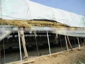 High Quality Black White Mulch Film thumbnail-1