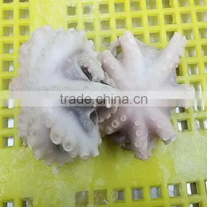 Fresh IQF Baby Octopus on Market for Sale thumbnail-2