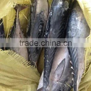 Whole Frozen Bonito Tuna Fish thumbnail-1