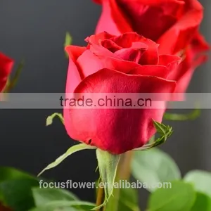 2016 Kunming Fresh Cut Flowers Fresh Cut Roses Wholesale Price thumbnail-1