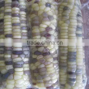 USA Fresh Yellow Sweet Corn Vietnam With Best Price thumbnail-1