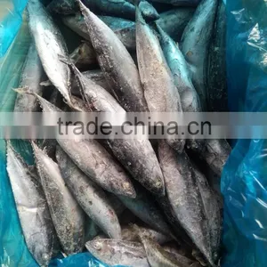 Frozen Bonito Fish ( Auxis Thazard) for Fish Bait thumbnail-6