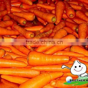 Fresh Carrot in Fresh Carrots,Organic Carrots thumbnail-3