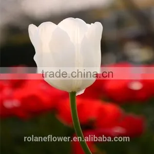 Hot Selling Cut Fresh Flower White Tulip Bulbs to Export thumbnail-3