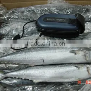 Spanish Mackerel thumbnail-1
