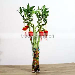 Decorative Lucky Bamboo for Dining Room thumbnail-1