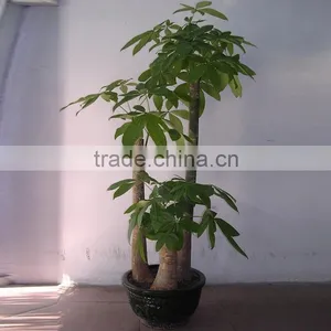 Money Plant Tree for Garden Deocrative thumbnail-1