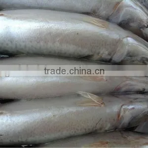 Grade A WR Frozen Mackerel 300-400g. thumbnail-4
