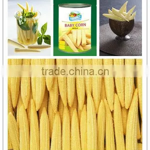 Canned Baby Corn in Brine thumbnail-1
