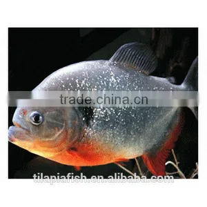 Chinese Frozen Pomfret Fish for Sale thumbnail-1