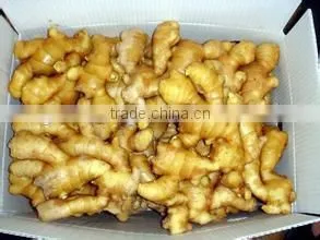 Exporting Standard Chinese Fresh Ginger With Reasonable Price thumbnail-1