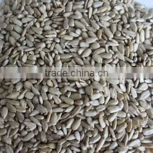 Surpplying Sunflower Kernels for Distributors Wholesalers thumbnail-2