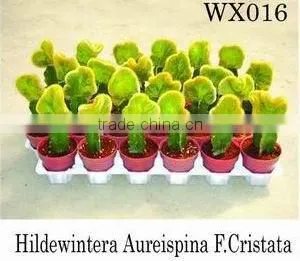Plants thumbnail-1
