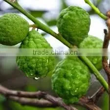 BERGAMOT ESSENTIAL OIL thumbnail-3